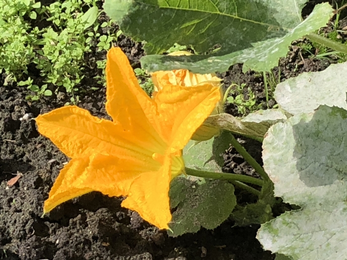 Bloeiende bloem van een courgetteplant