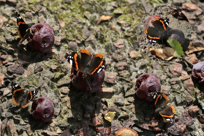 Atlanta vlinders op pruimen