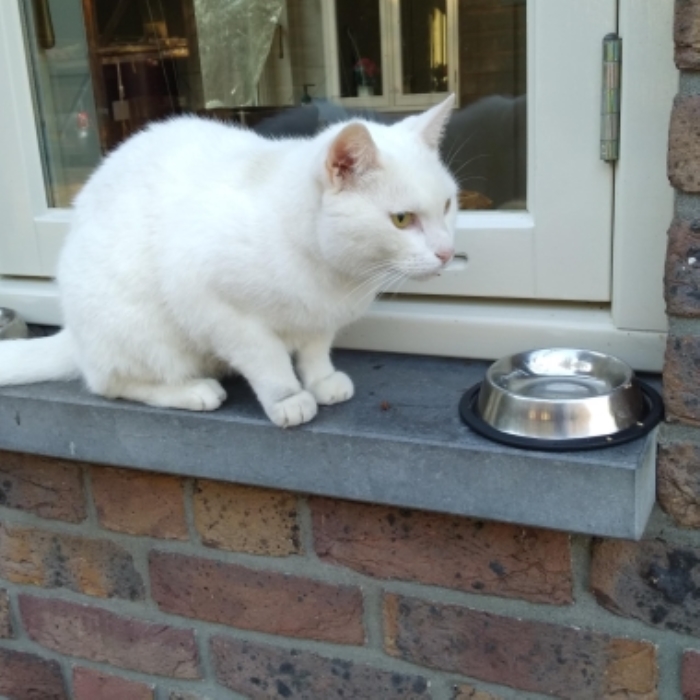 Vermiste kater Telgterweg Putten