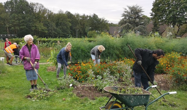 De vrijwilligers zorgen er voor dat de dorpsakker er mooi bij ligt voor het oogstfeest. Middelste dame is Esther Gijsbertsen.