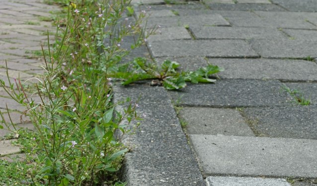 Groenonderhoud is één van de thema's in de enquête.