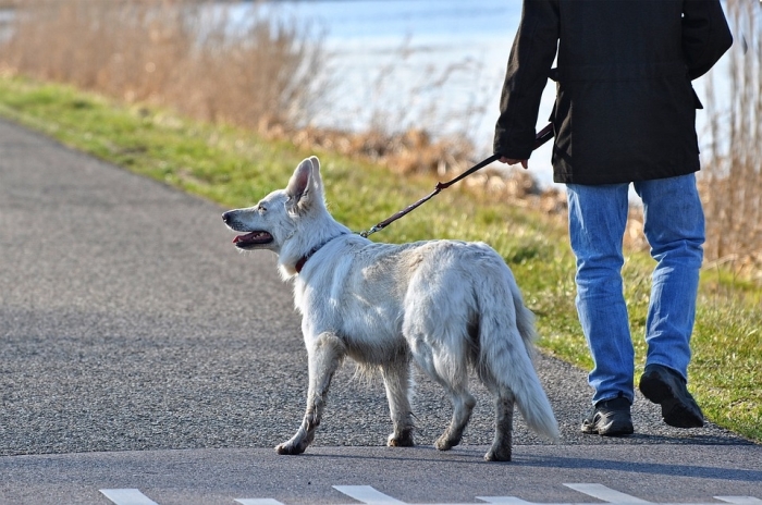 DierenZorg Eemland biedt extra service aan ouderen met een hond.