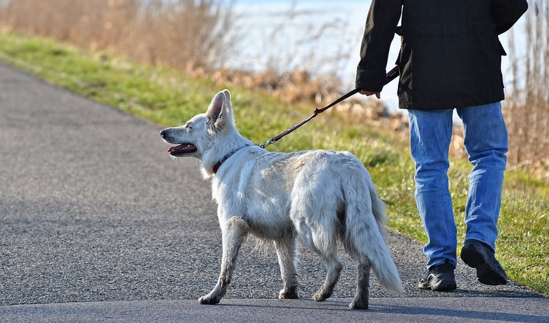 DierenZorg Eemland biedt extra service aan ouderen met een hond.