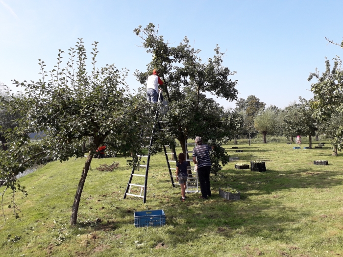 fruitoogst bij de Willemshoeve
