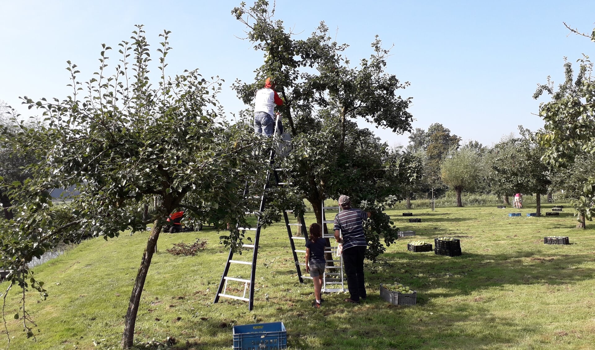 fruitoogst bij de Willemshoeve