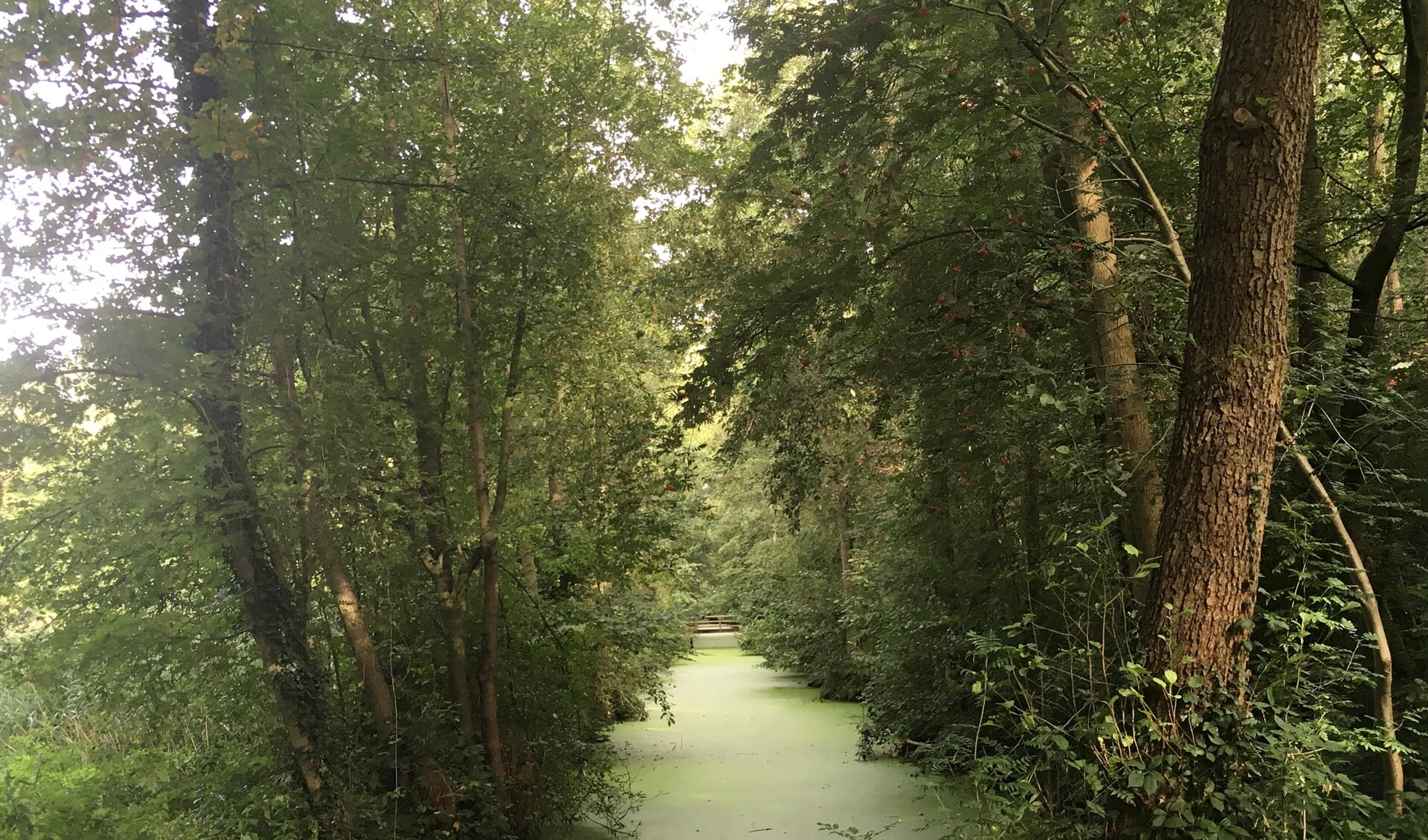 Het Slangenbosje tussen de Ir. Menkolaan en de Insp. Schreuderlaan: kronkelpaadjes, oude bomen, planten, dieren en waterpartijen.