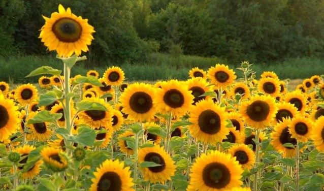 zonnebloemen