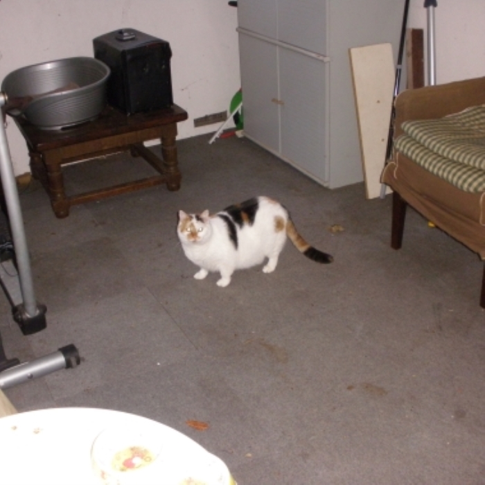 Vermiste poes Grieteweg Putten