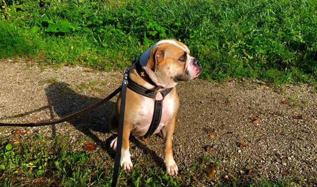 Old English Bulldog Bibi