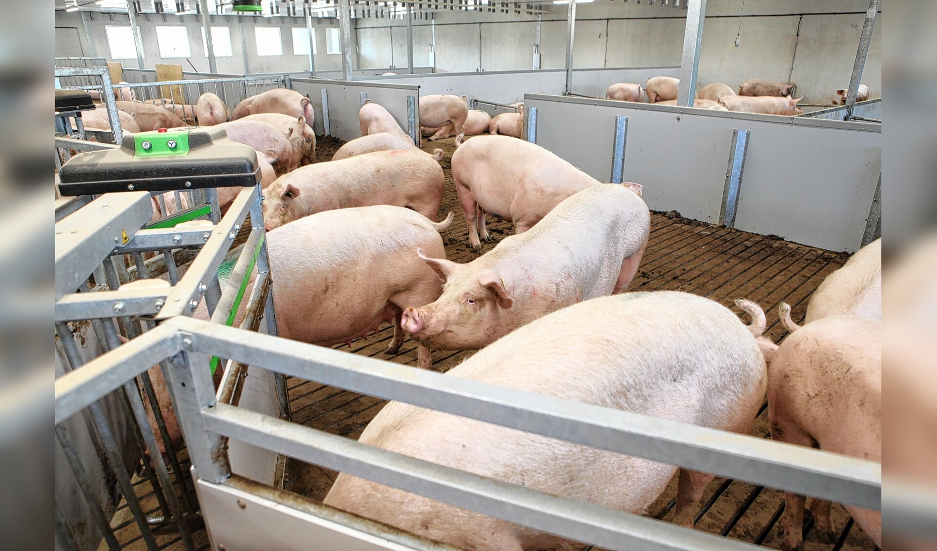 De stoppersregeling van het Rijk biedt kansen voor varkenshouders.