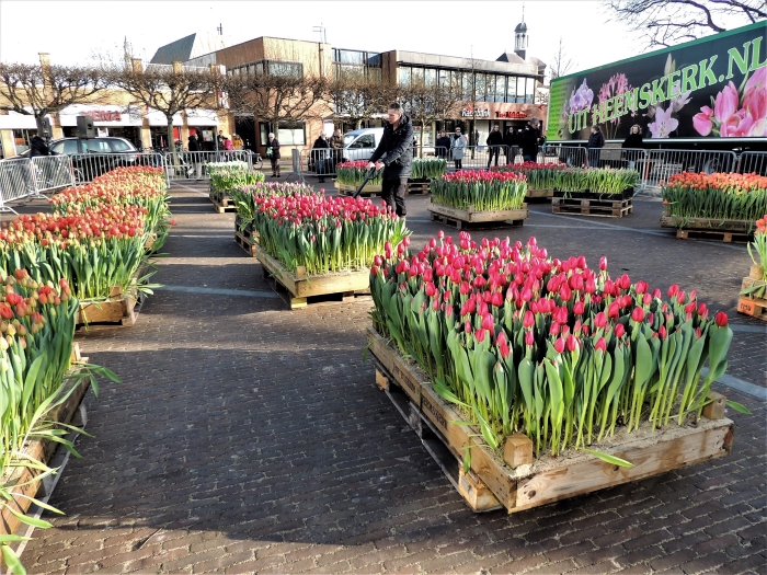 Tulpen