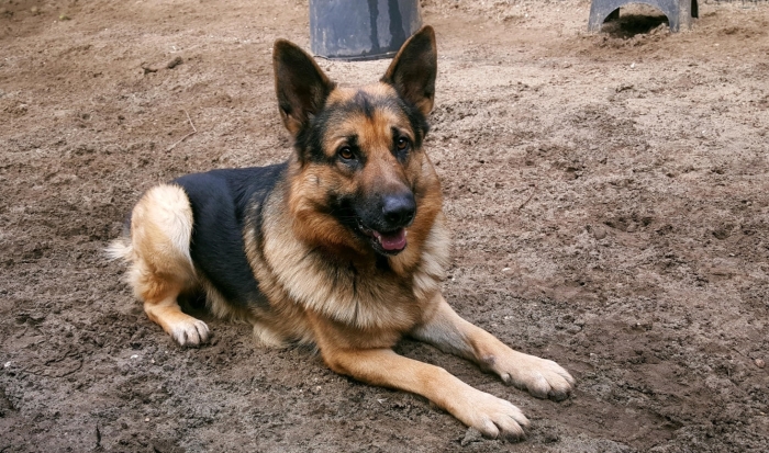 Cassius