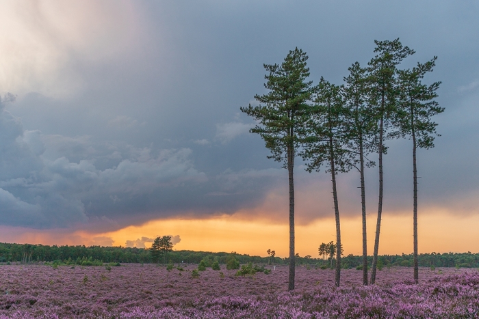 landschap