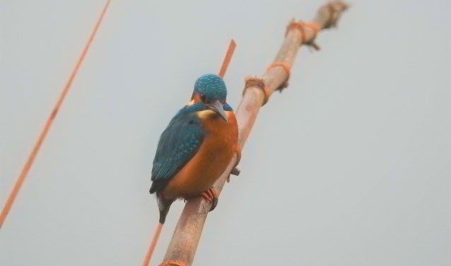 Ijsvogel.