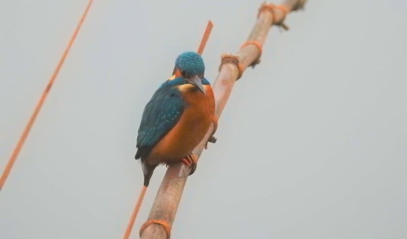 Ijsvogel.