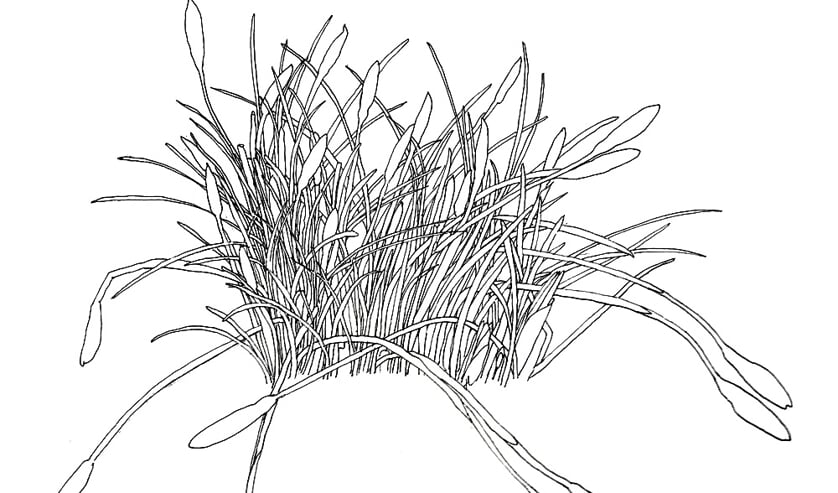 Boerencrocus @julyleesberg