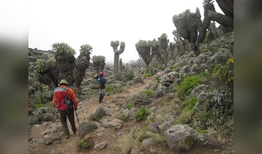 Beklimming van de Kilimanjaro