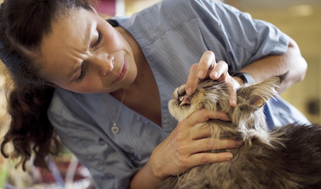 checking teeth cat