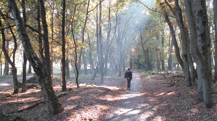 Een heerlijke herfstwandeling in de bossen bij Mossel.