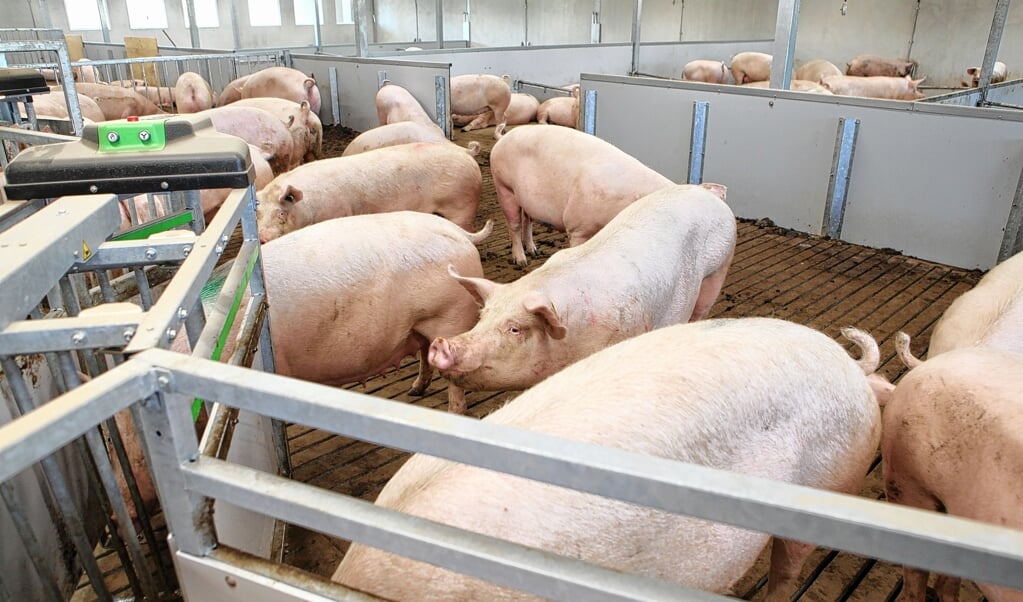 De stoppersregeling van het Rijk biedt kansen voor varkenshouders.