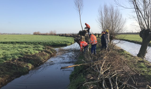 Wilgen knotten aan de Giessendamse Tiendweg