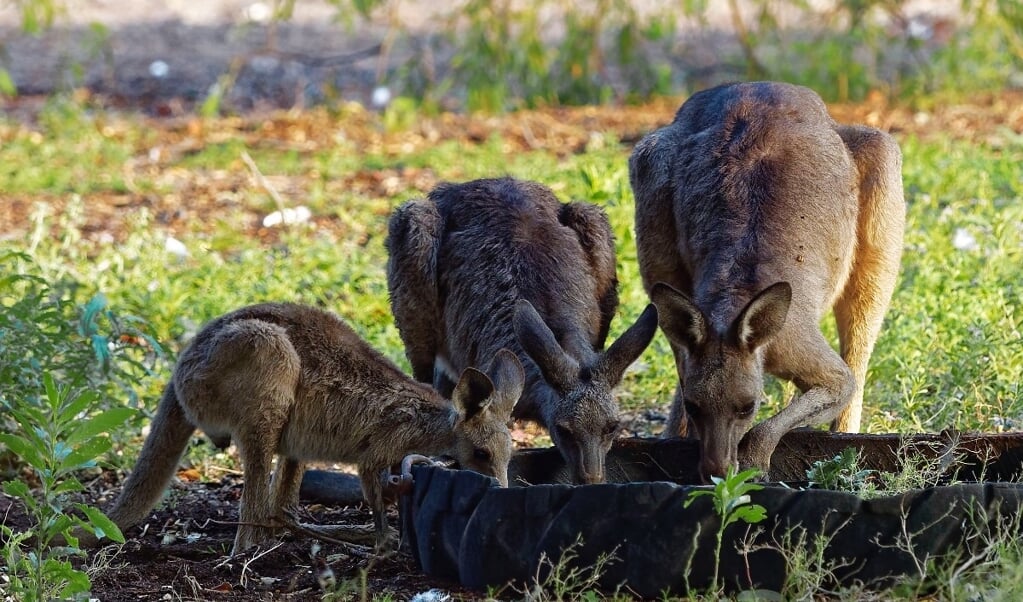Op provisorische wijze krijgen de dieren, zoals hier de kangoeroes, het levensreddende water.