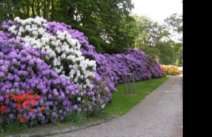 Bloeiende tuin
