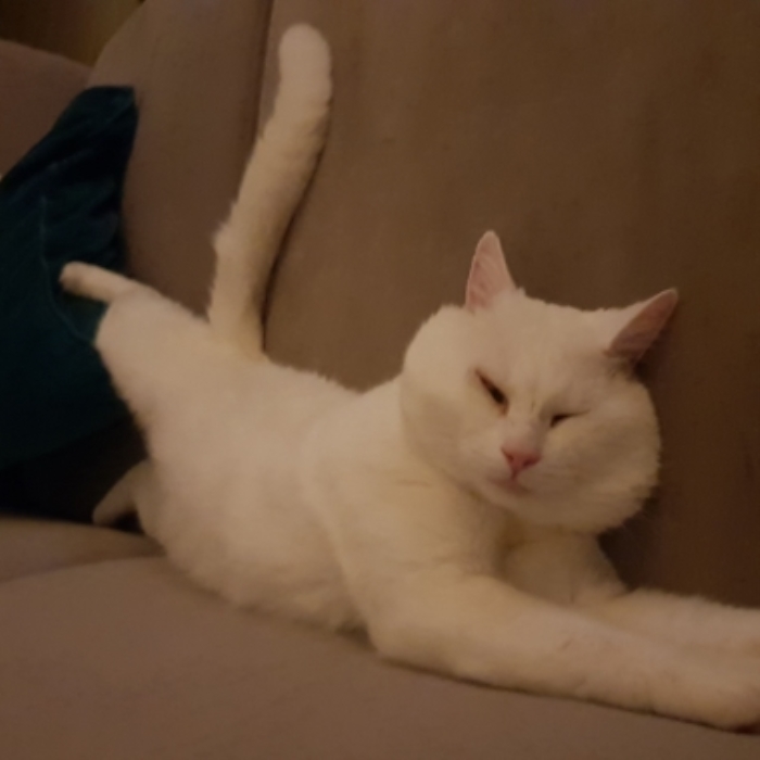 Vermiste kater van Lennepstraat Putten