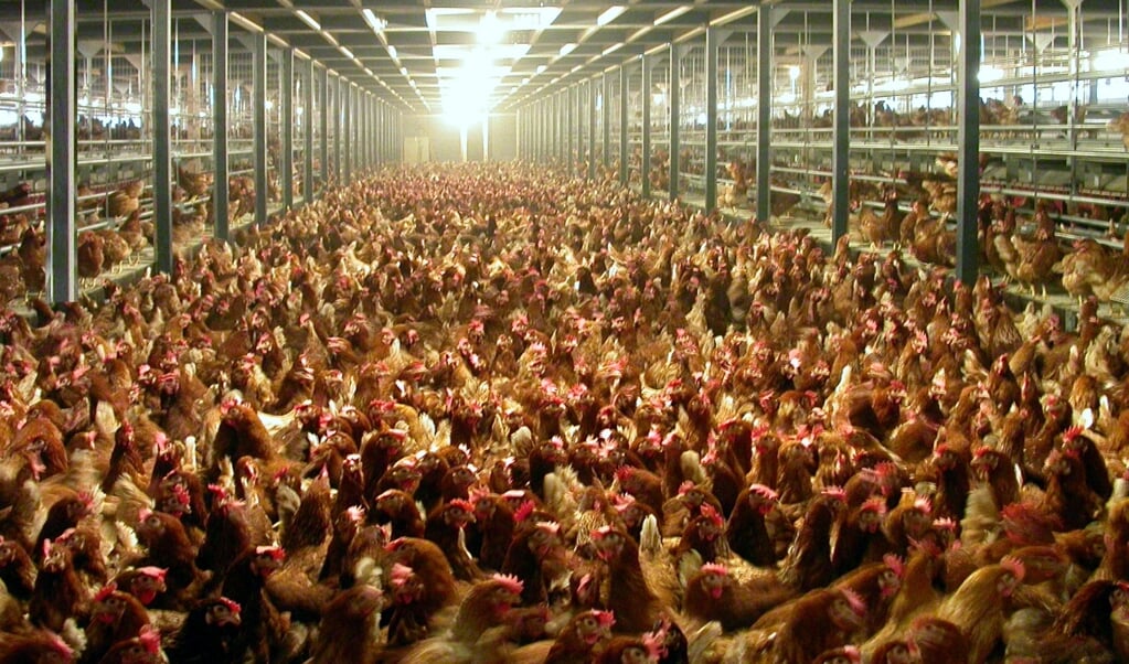 Het grote aantal kippenboerderijen in de regio zorgt deels voor de hogere concentratie fijnstof.