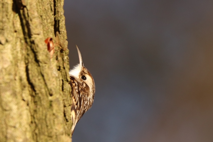 Boomkruiper achter de boom.