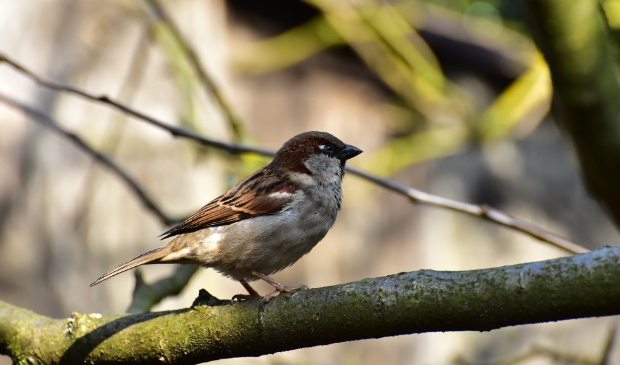 <p>Voorafgaand aan de start van de werkzaamheden wordt een breed onderzoek uitgevoerd om vogels als de huismus in kaart te brengen.</p>