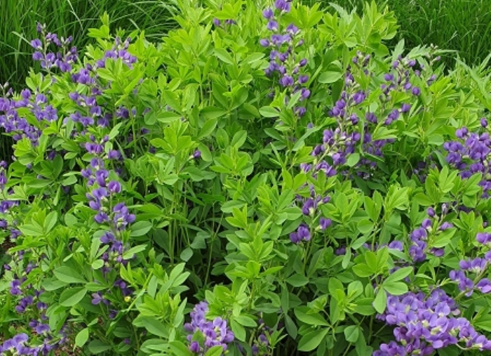 Baptisia