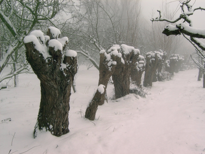 winterwandeling