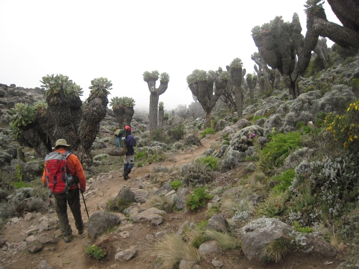 Beklimming van de Kilimanjaro