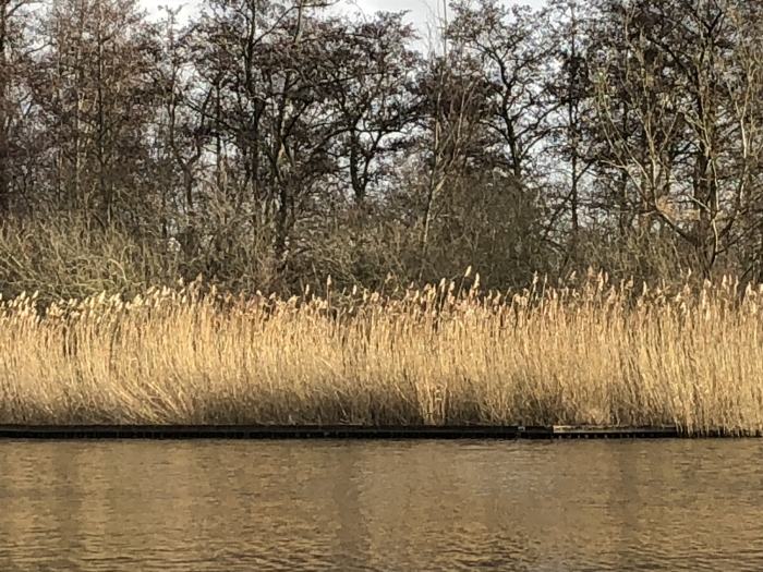 Goudkleurige riethalmen