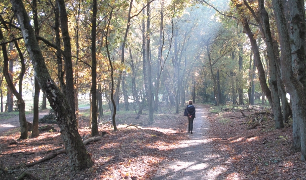 Een heerlijke herfstwandeling in de bossen bij Mossel.