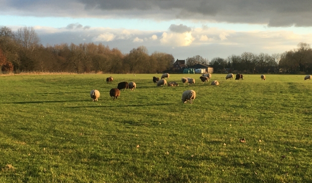<p>De bewuste groene plek waar woningbouw gepland staat. </p>
