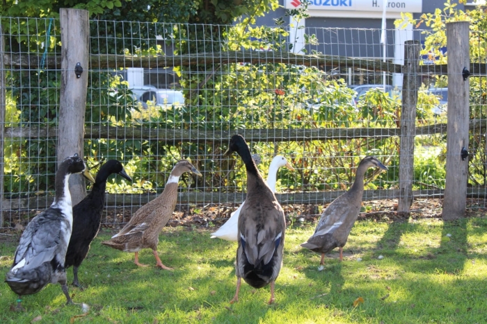 loopeenden Kinderboerderij Schaffelaar