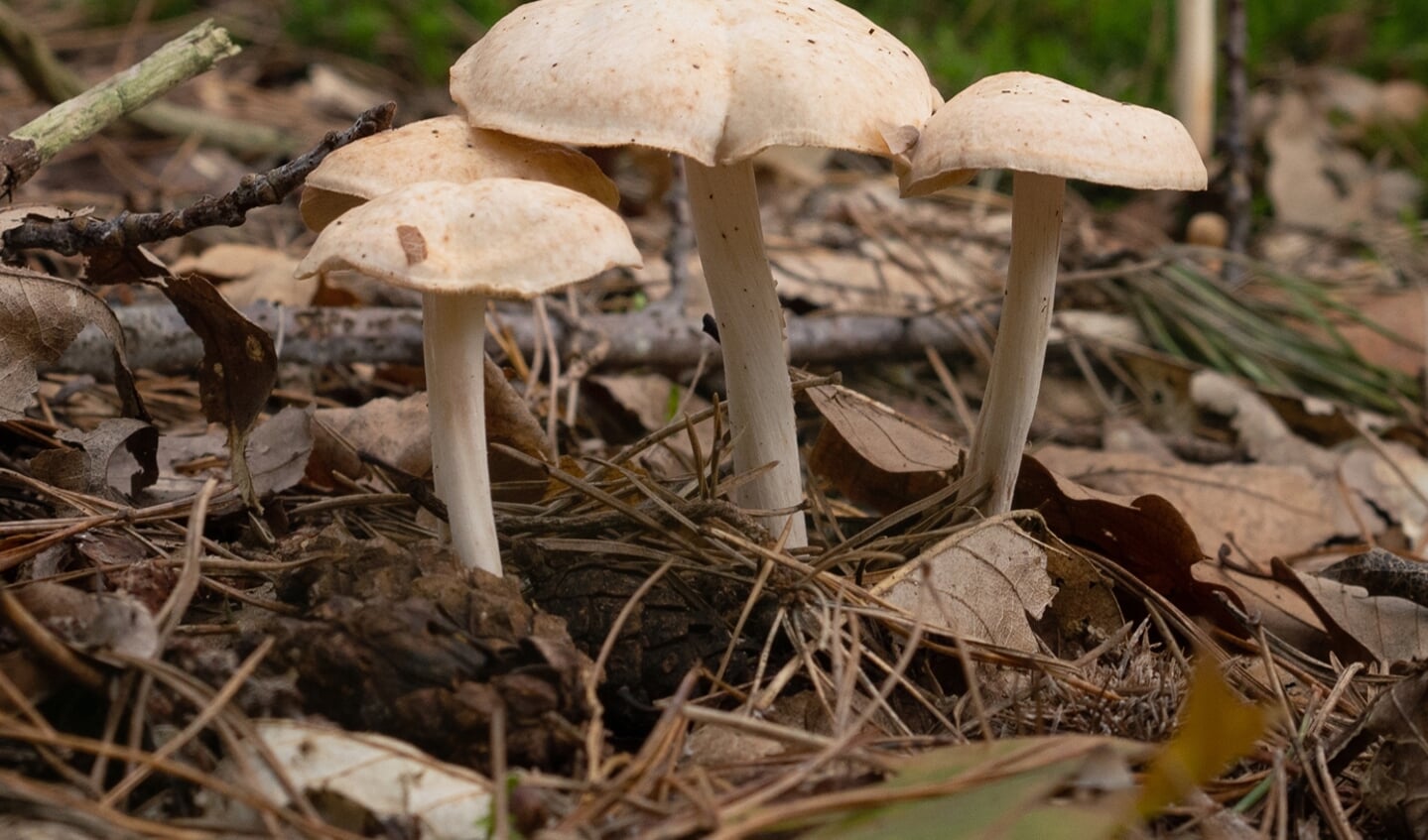 paddenstoelen in hun omgeving 