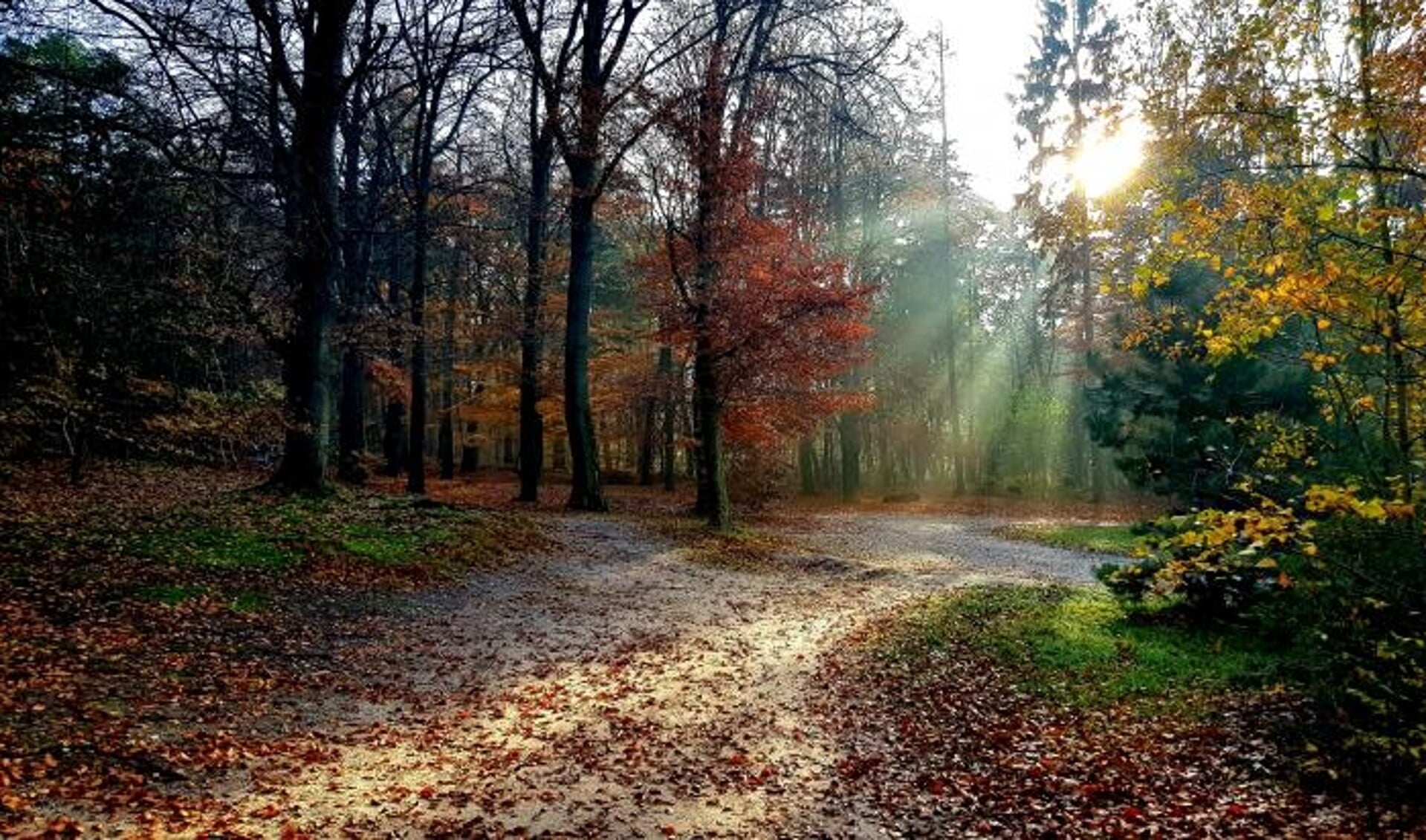 De bossen op de Utrechtse Heuvelrug in herfstkleur