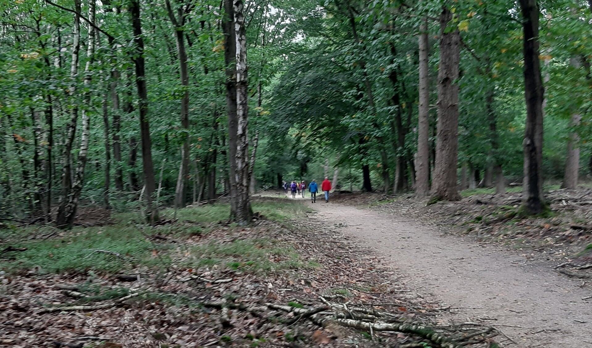 wandelaars in bos