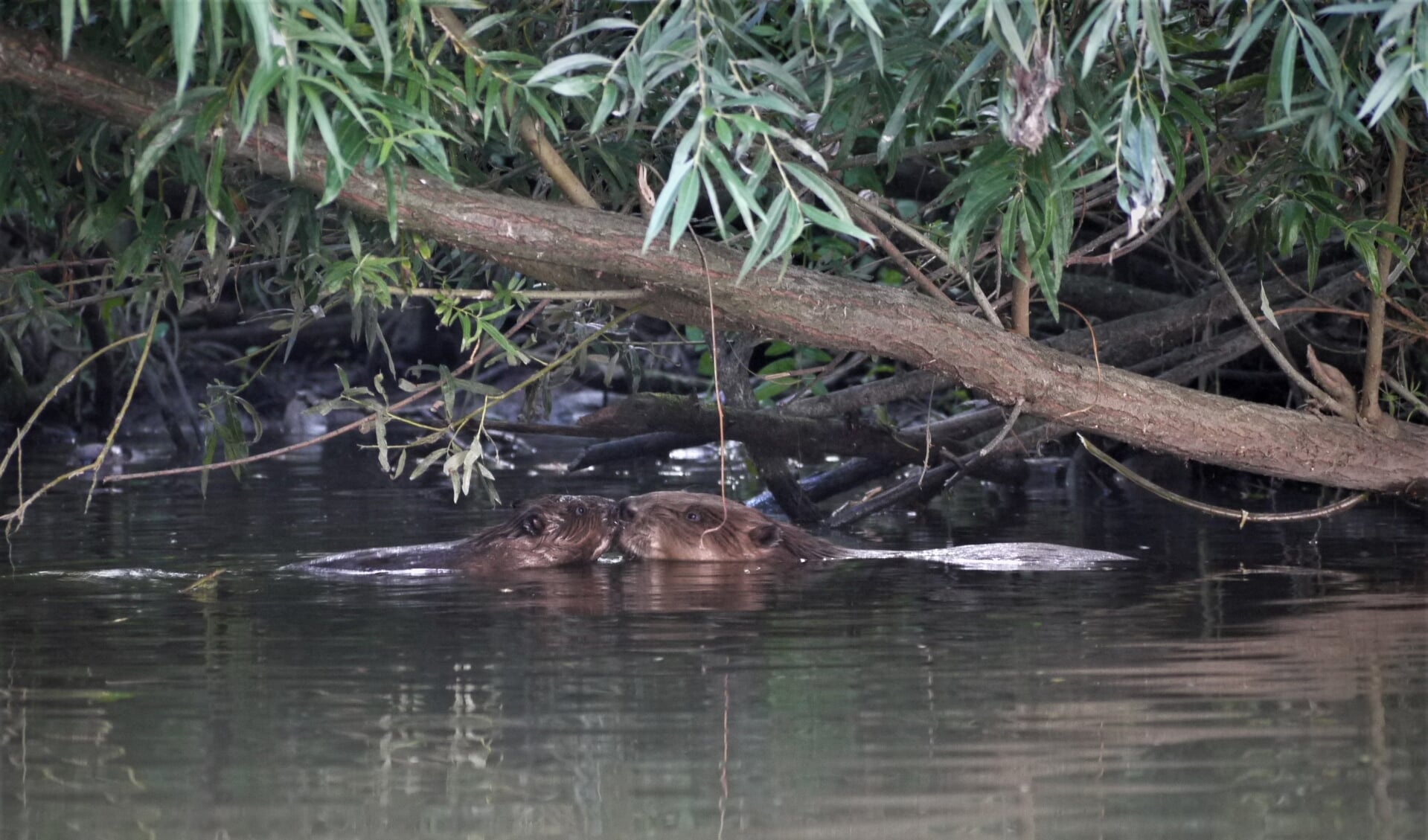 Vrouw bever met een jong bij de Gravenbol bij Wijk bij Duurstede