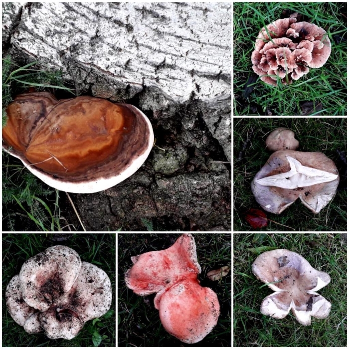Een greep uit de verschillende paddenstoelen die ik aantrof op het grasveld langs het water op de Koningin Wilhelminalaan op zaterdagmiddag 10 oktober.