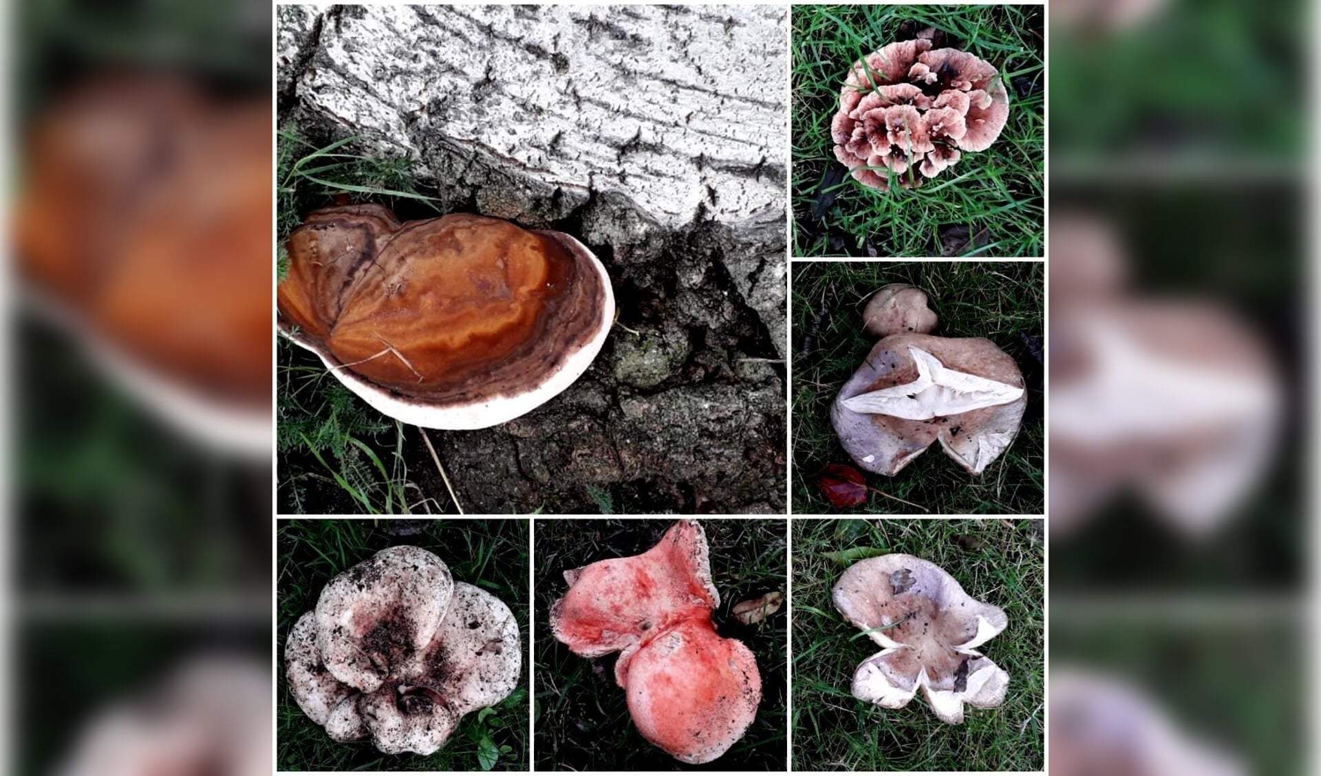Een greep uit de verschillende paddenstoelen die ik aantrof op het grasveld langs het water op de Koningin Wilhelminalaan op zaterdagmiddag 10 oktober.