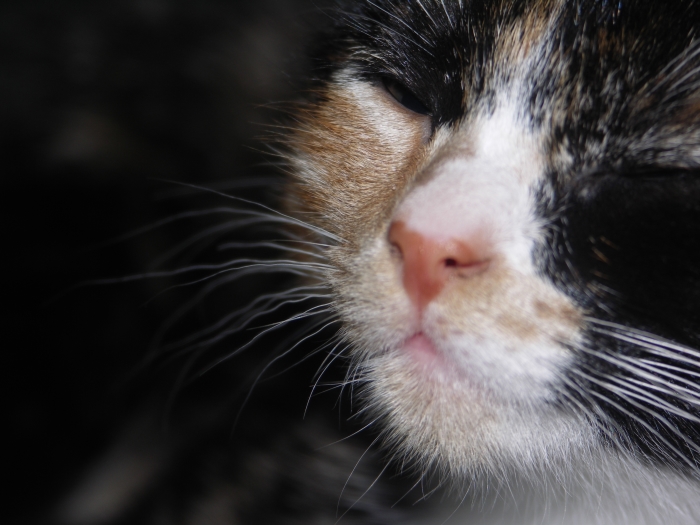 Castratie- en chipactie voor poezen en katers