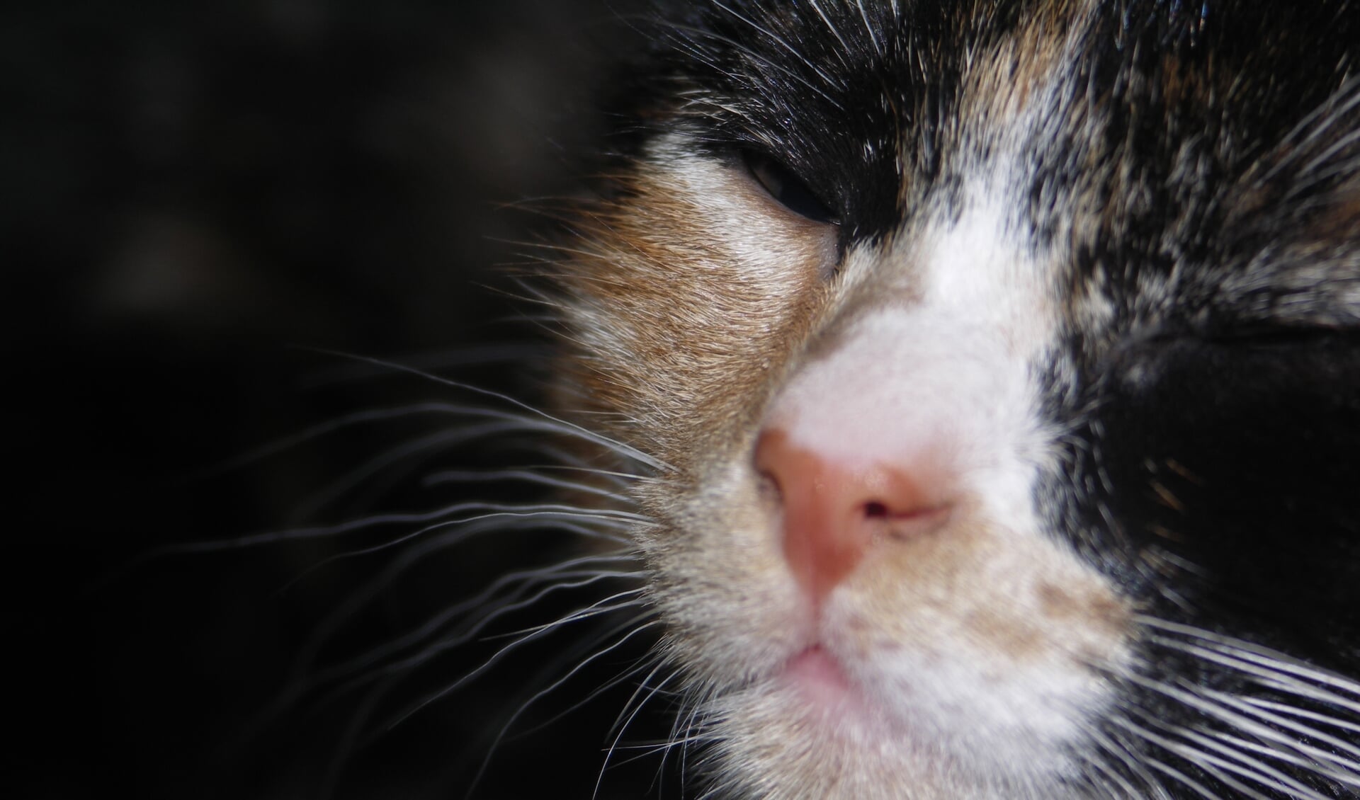 Castratie- en chipactie voor poezen en katers