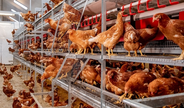 Diervriendelijke huisvesting voor leghennen van Jansen Poultry Equipment.