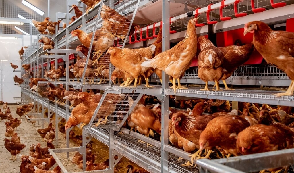 Diervriendelijke huisvesting voor leghennen van Jansen Poultry Equipment.