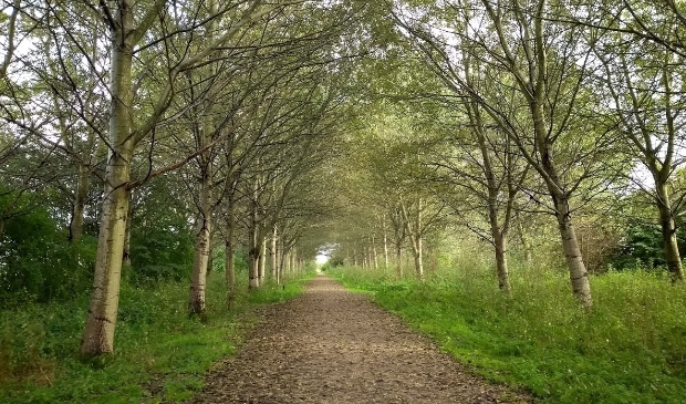 <p>Bos Nieuw Wulven</p>