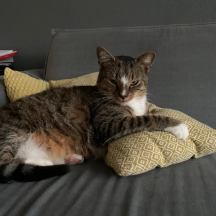 Vermiste kater Huygensstraat Putten